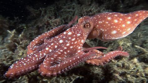 Image result for Octopus Problem Solving YouTube
