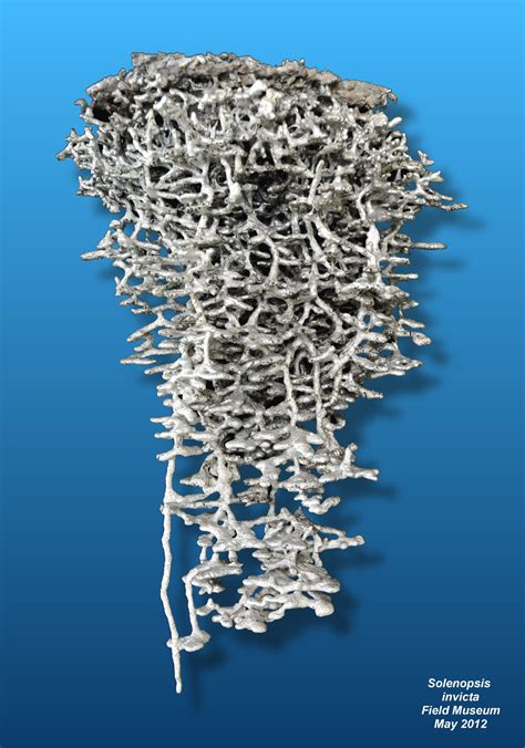 Ant Colony Structure