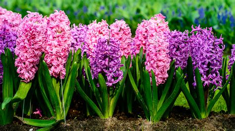 Image result for Spring Flower Types