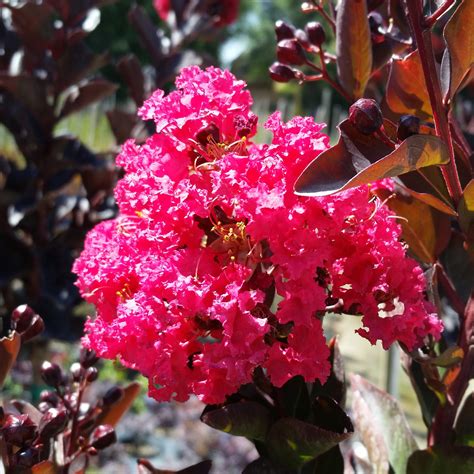 Lagerstroemia 'Double Dynamite®' - Patio Crape Myrtle - Mid Valley Trees