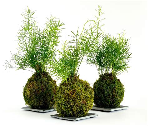 How To Make A Japanese Moss Ball - The Art Of Kokedama | Gardening Know How