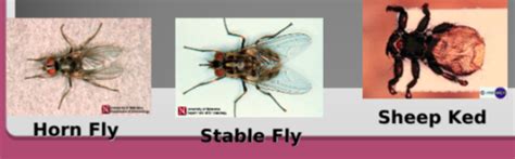 Fly Insect 的图像结果