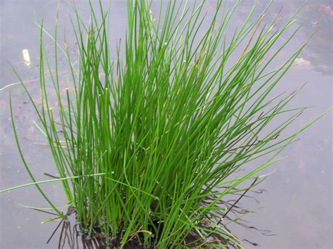 Buy Merebrook Pond Plants Common or soft rush Evergreen, native sedge ...