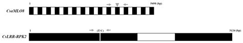 Marker-Assisted Evaluation of Two Powdery Mildew Resistance Candidate ...