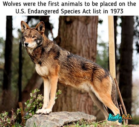 Image result for Timberwolf Facts