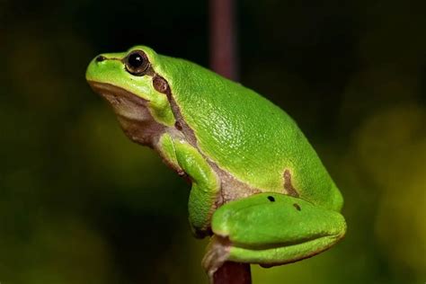 Image result for Tree Frog Catching