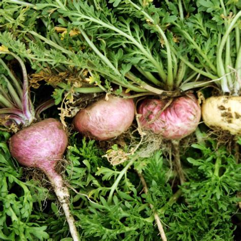 Image result for Maca Root PNG