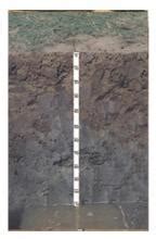 Soils of Kerala | Kerala Soil Survey