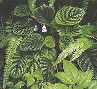 Image result for 高等植物