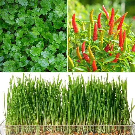 Buy Easy and healthy vegetable garden pack online from Nurserylive at ...