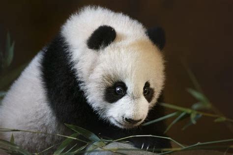 西班牙马德里动物园为幼崽大熊猫命名“竹莉娜”（图）-新华网