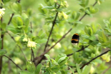 Haskap - Četiri godine - Iridoidi i bumbari