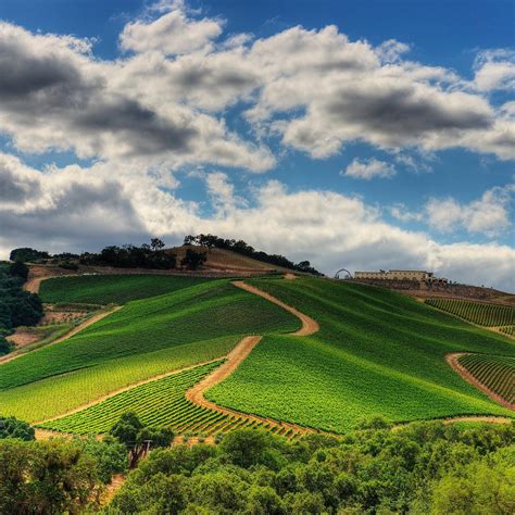 DAOU VINEYARDS (Updated 2026) All You Need to Know BEFORE You Go (with ...