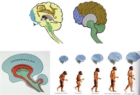 Image result for Forebrain Evolution