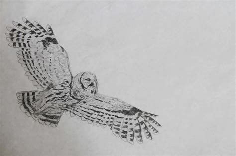 Graphite Pencil Drawing Tutorials of Animals 的图像结果