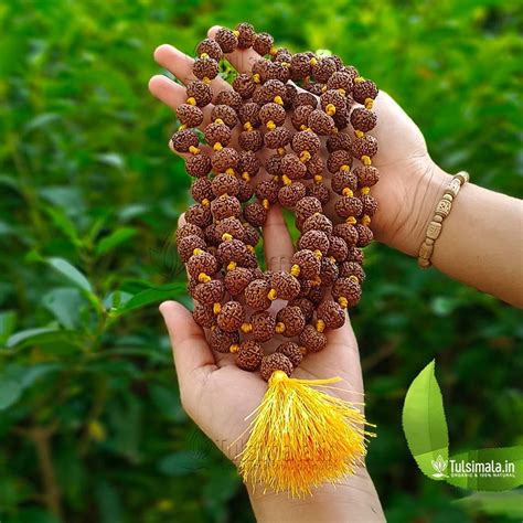 Nepal 7 Face Rudraksha 108+1 Beads Japa Mala - Tulsimala.in