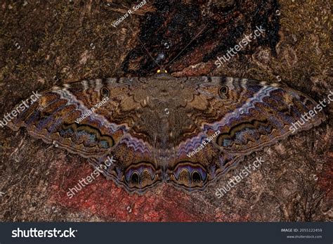 57 Ascalapha odorata 图片、库存照片和矢量图 | Shutterstock