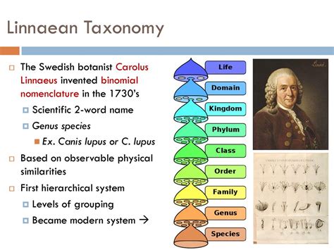 Image result for Biological Classification System