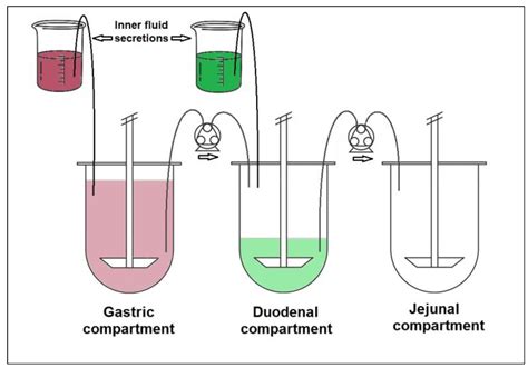 Multi-Compartmental Dissolution Method, an Efficient Tool for the ...
