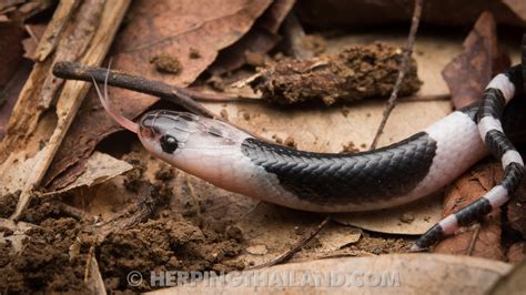 Bungarus candidus – Malayan Krait – HerpingThailand.com