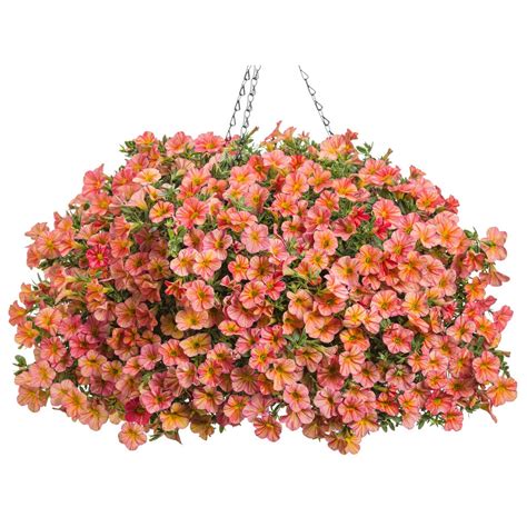 20 Hanging Basket Flowers That Dazzle All Season