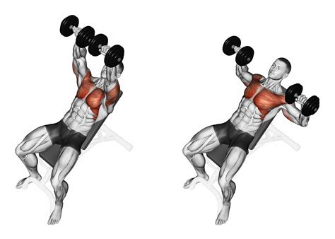 Dumbbell Overhead Press Muscles Worked