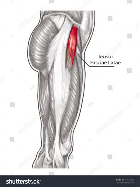 Tensor Fasciae Latae Didactic Board Anatomy Stock Vector 124561957 ...
