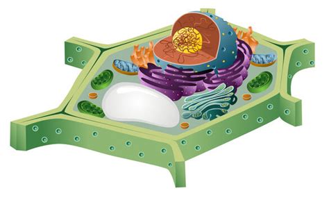 Cell Structure Unlabeled 的图像结果