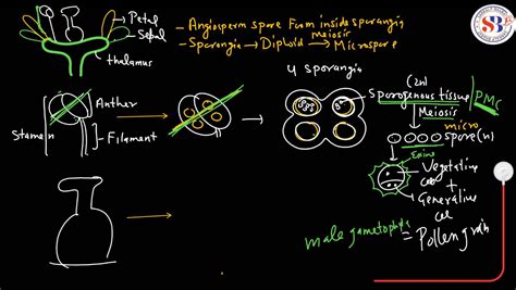 Gymnosperms vs Angiosperms - Difference and Comparison