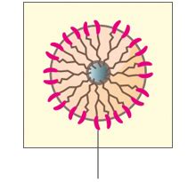 Trastuzumab India | Trastuzumab | HER2-positive Breast Cancer | HER2 ...