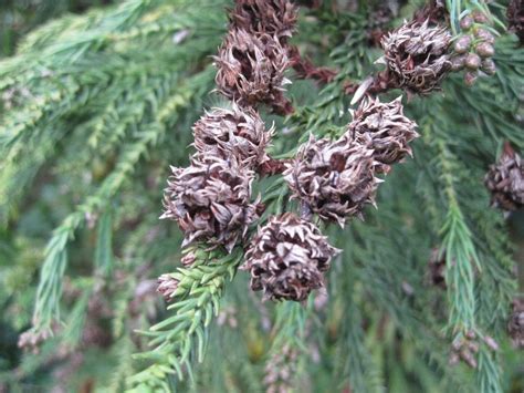 Conifer Cone Key - Tree Guide UK - conifer tree ID by cone