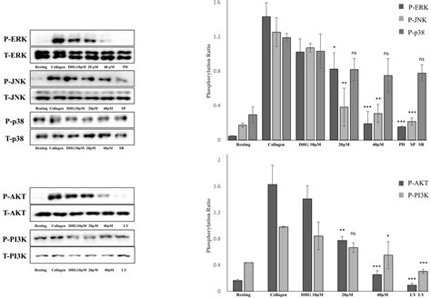 Dihydrogeodin from Fennellia flavipes Modulates Platelet Aggregation ...