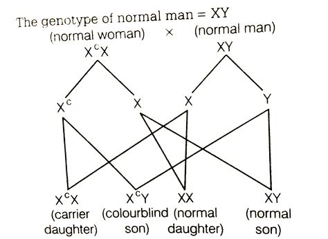 A normal woman whose father was colour blind is married to a normal man ...