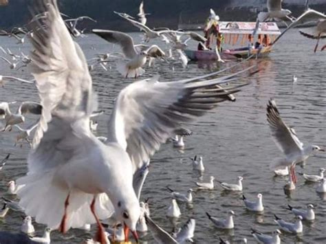 जबलपुर में विदेशी मेहमानों की आमद दर्ज, साइबेरियन पक्षी से गुलजार हुए ...