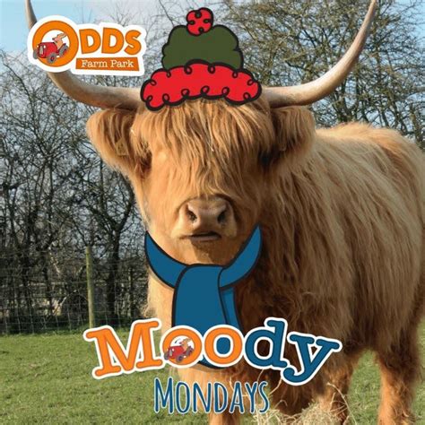 50% off Admission on MOOdy Mondays!, Odds Farm Park, Maidenhead, 22 ...