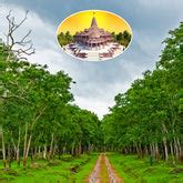 Tree Plantation in India – Grow Billion Trees