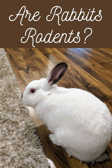 Are Rabbits Rodents? Find Out More About These Small Mammals - Every ...