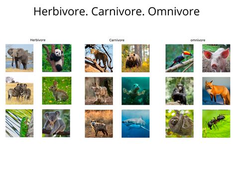 Producer Herbivore Carnivore Omnivore at Eva Brown blog