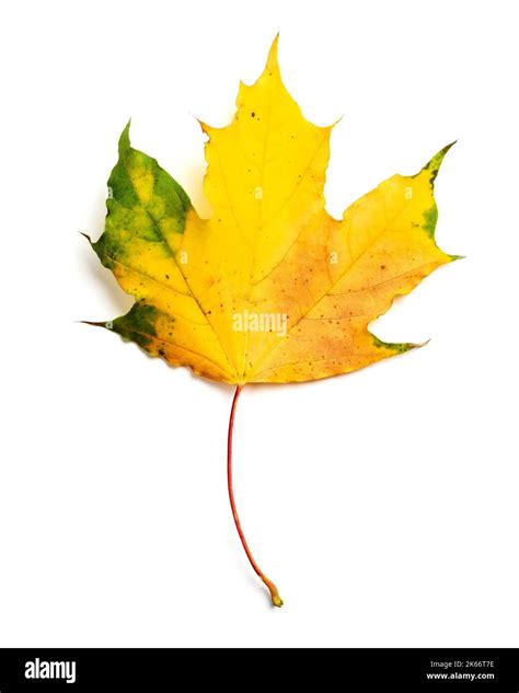 Decoration fall Cut Out Stock Images & Pictures - Alamy