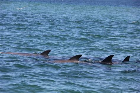 Bunbury Photos - Featured Images of Bunbury, Western Australia ...