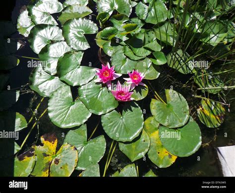 Water lily plant flowers Stock Photo - Alamy