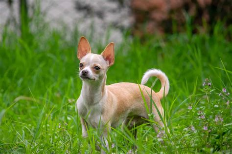Chihuahua Breeds