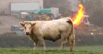 Image result for Animals Explodes