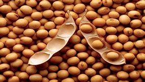 Solvent Extraction Plant, Vanaspati Plant, Manufacturer, Mumbai, India