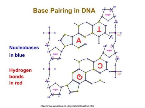 Image result for RNA Replication