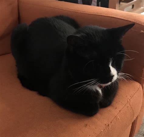 My cat was just doing something really cute, but I didn't take my phone ...