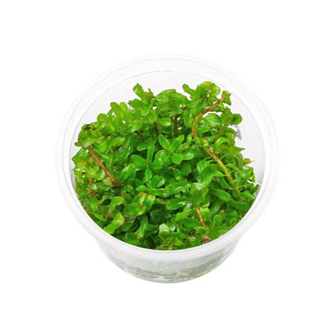 Sreepadma C59 Rotala Rotundifolia Green | TC Live Plant – cloningaquapets