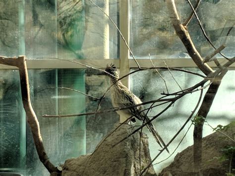 North Carolina Zoo, Asheboro, NC: Information, Tickets and Reviews