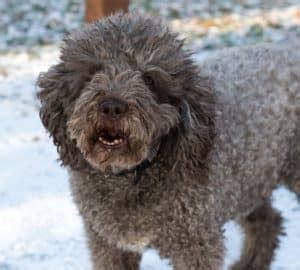 Rezultat imagine pentru Cavapoo Barking