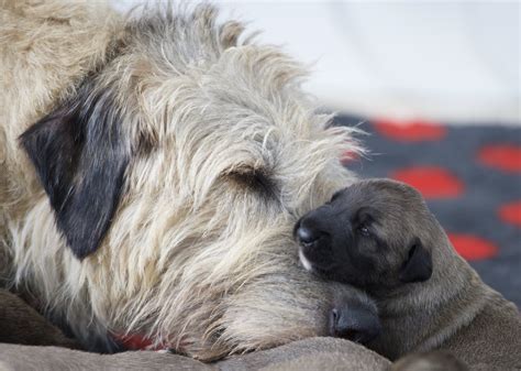 Puppy Info — Bonaforte Irish Wolfhounds